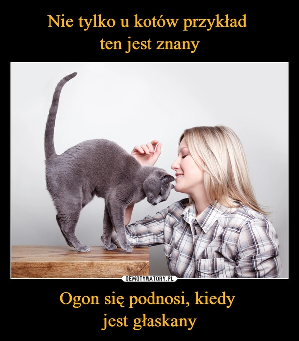 
    Nie tylko u kotów przykład 
ten jest znany Ogon się podnosi, kiedy 
jest głaskany