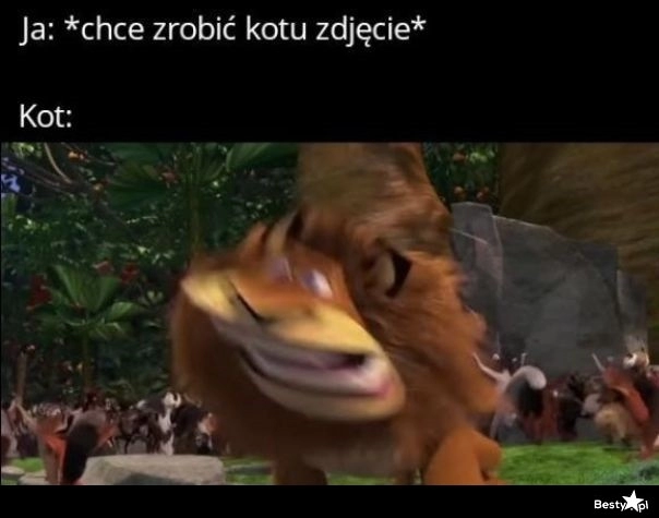 
    Robienie zdjęć kotu 