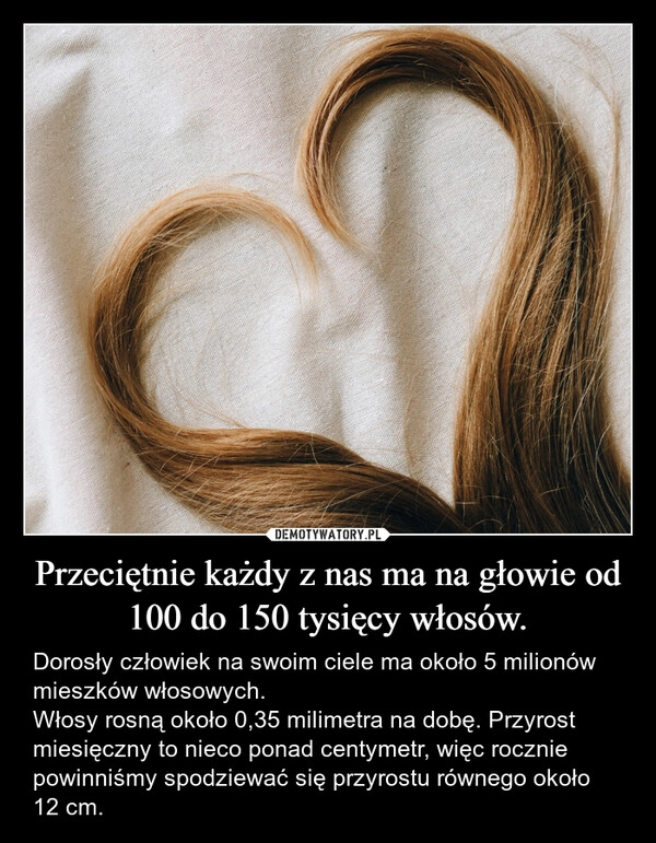 
    Przeciętnie każdy z nas ma na głowie od 100 do 150 tysięcy włosów.