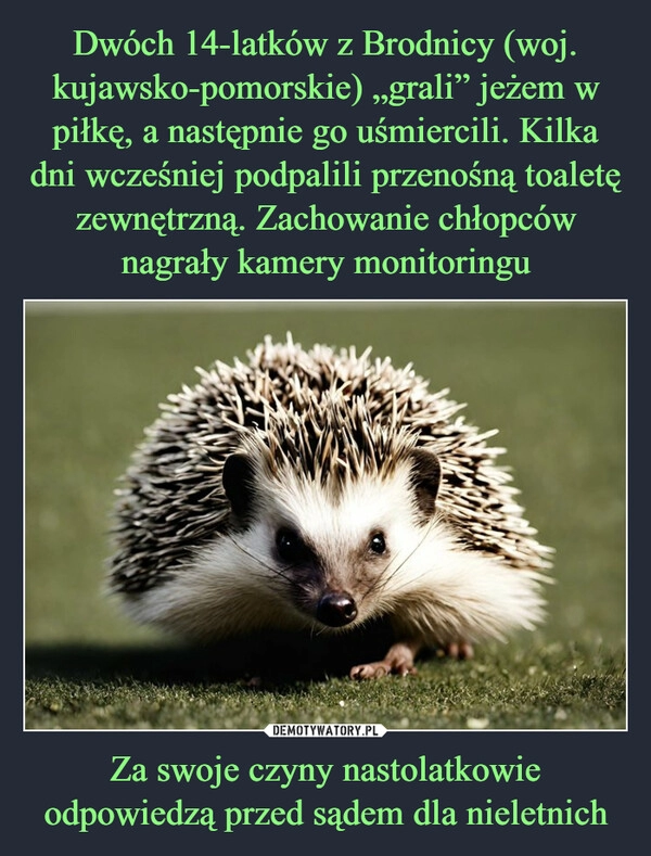 
    Dwóch 14-latków z Brodnicy (woj. kujawsko-pomorskie) „grali” jeżem w piłkę, a następnie go uśmiercili. Kilka dni wcześniej podpalili przenośną toaletę zewnętrzną. Zachowanie chłopców nagrały kamery monitoringu Za swoje czyny nastolatkowie odpowiedzą przed sądem dla nieletnich