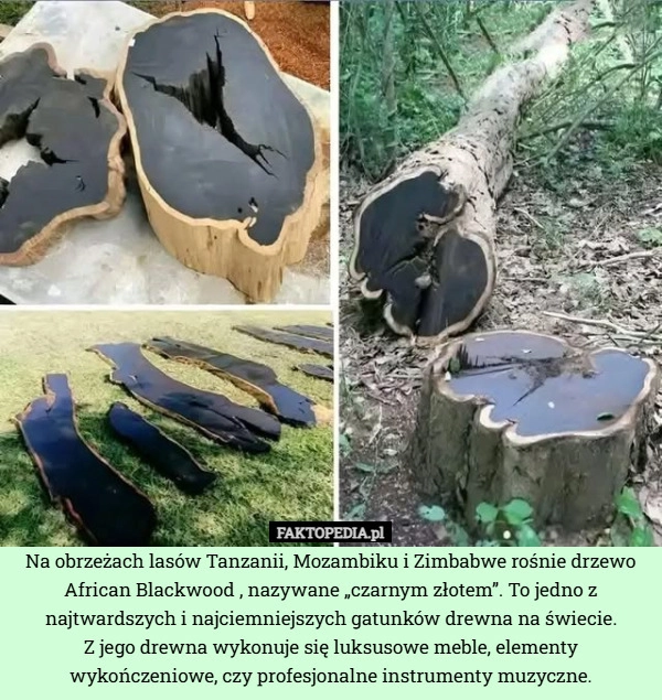 
    Na obrzeżach lasów Tanzanii, Mozambiku i Zimbabwe rośnie drzewo African