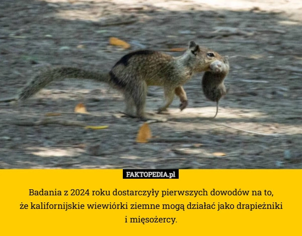 
    Badania z 2024 roku dostarczyły pierwszych dowodów na to,
 że kalifornijskie
