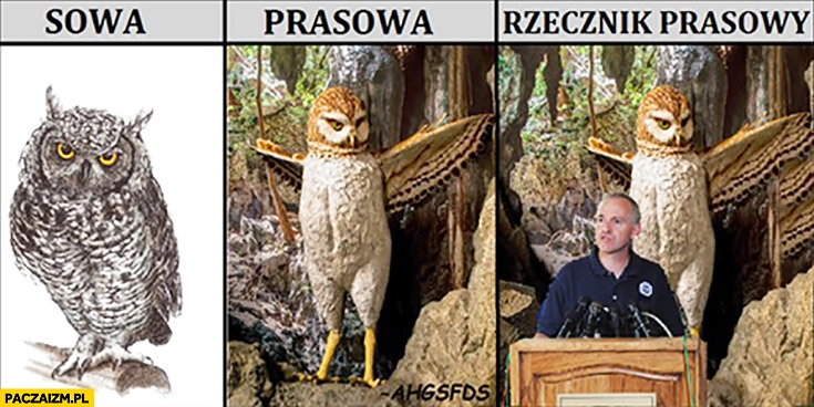 
    Sowa, prasowa, rzecznik prasowy