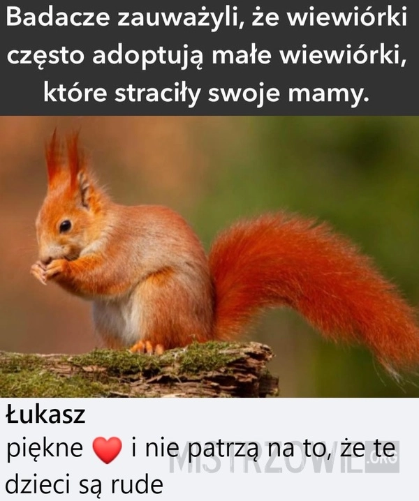 
    Wiewiórki