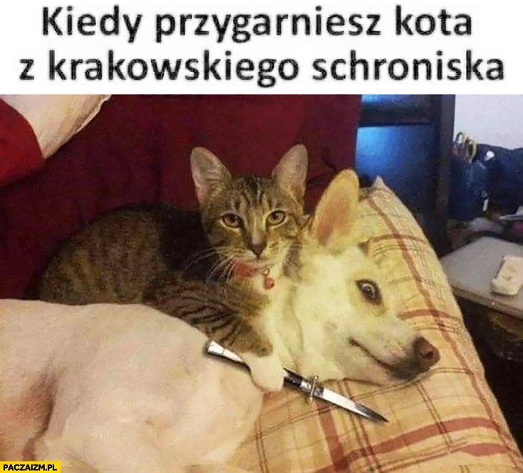 
    Kiedy przygarniesz kota z krakowskiego schroniska z nożem do psa