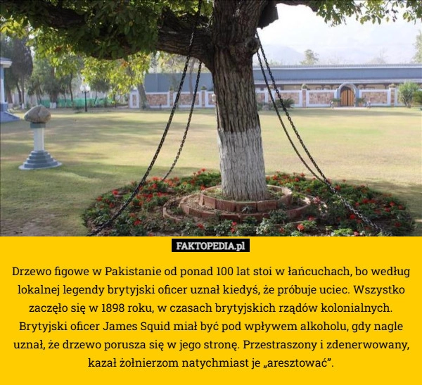 
    Drzewo figowe w Pakistanie od ponad 100 lat stoi w łańcuchach, bo według