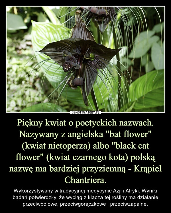 
    Piękny kwiat o poetyckich nazwach. Nazywany z angielska "bat flower" (kwiat nietoperza) albo "black cat flower" (kwiat czarnego kota) polską nazwę ma bardziej przyziemną - Krąpiel Chantriera.