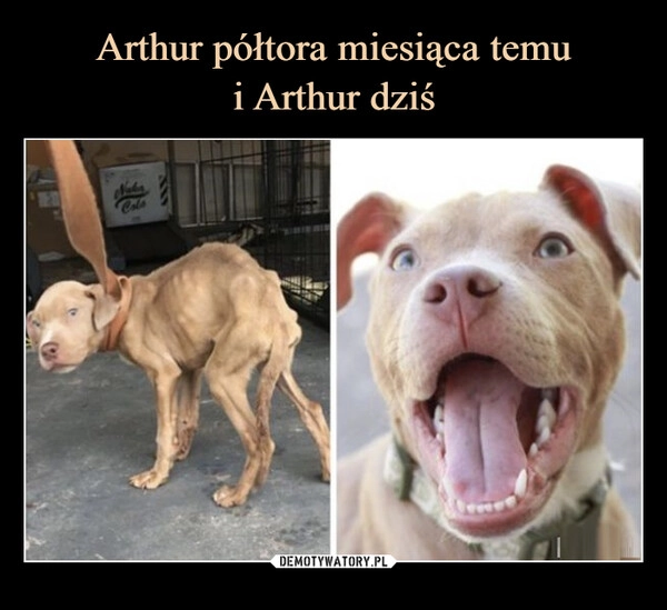 
    Arthur półtora miesiąca temu
i Arthur dziś