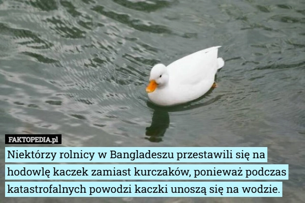 
    Niektórzy rolnicy w Bangladeszu przestawili się na hodowlę kaczek zamiast...