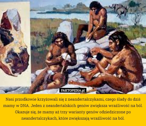 
    Nasi przodkowie krzyżowali się z neandertalczykami, czego ślady do dziś