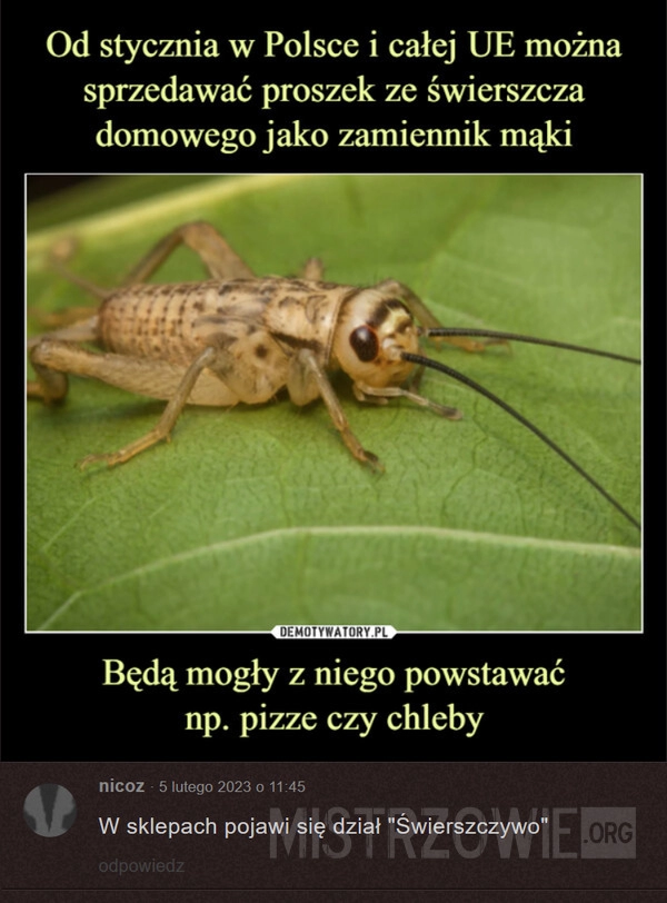 
    Proszek ze świerszcza domowego