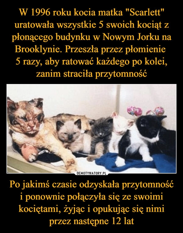 
    W 1996 roku kocia matka "Scarlett" uratowała wszystkie 5 swoich kociąt z płonącego budynku w Nowym Jorku na Brooklynie. Przeszła przez płomienie
5 razy, aby ratować każdego po kolei, zanim straciła przytomność Po jakimś czasie odzyskała przytomność i ponownie połączyła się ze swoimi kociętami, żyjąc i opukując się nimi przez następne 12 lat 