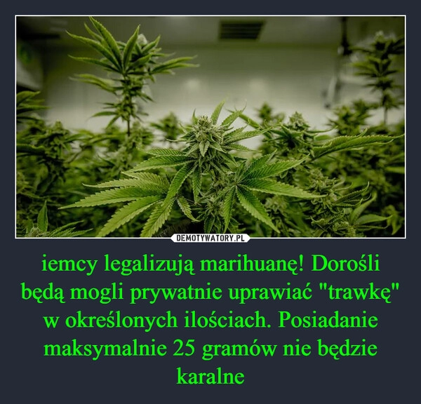 
    iemcy legalizują marihuanę! Dorośli będą mogli prywatnie uprawiać "trawkę" w określonych ilościach. Posiadanie maksymalnie 25 gramów nie będzie karalne