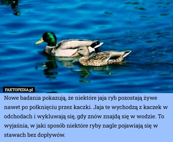 
    Nowe badania pokazują, że niektóre jaja ryb pozostają żywe nawet po połknięciu