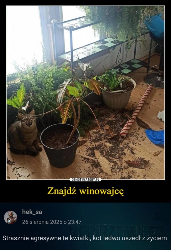 
    Winowajca