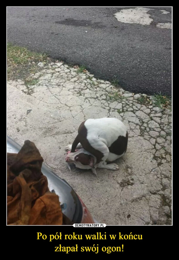 
    Po pół roku walki w końcu
złapał swój ogon!