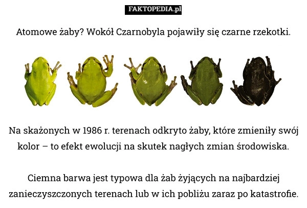 
    Na skażonych w 1986 r. terenach odkryto żaby, które zmieniły swój kolor