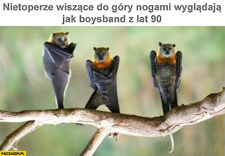 
    Nietoperze wiszące do góry nogami wyglądają jak boysband z lat 90