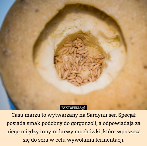 
    Casu marzu to wytwarzany na Sardynii ser. Specjał posiada smak podobny do...