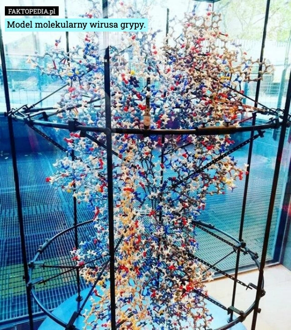 
    Model molekularny wirusa grypy.