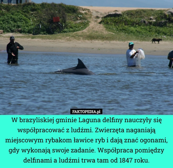 
    W brazyliskiej gminie Laguna delfiny nauczyły się współpracować z ludźmi.