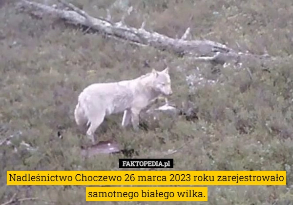 
    Nadleśnictwo Choczewo 26 marca 2023 roku zarejestrowało samotnego białego