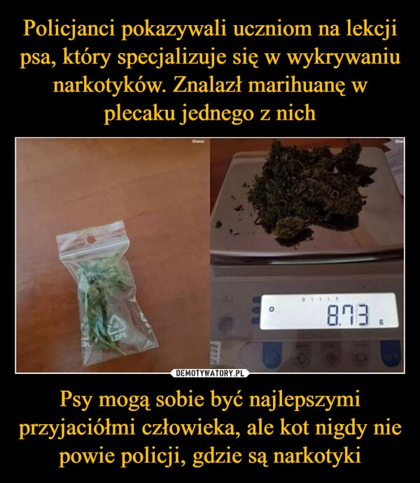 
    Policjanci pokazywali uczniom na lekcji psa, który specjalizuje się w wykrywaniu narkotyków. Znalazł marihuanę w plecaku jednego z nich Psy mogą sobie być najlepszymi przyjaciółmi człowieka, ale kot nigdy nie powie policji, gdzie są narkotyki