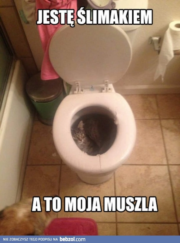 
    Nowy gatunek ślimaka