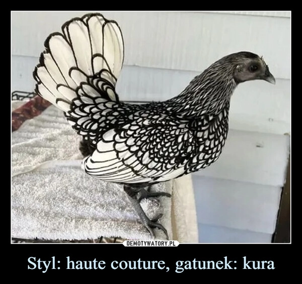 
    Styl: haute couture, gatunek: kura