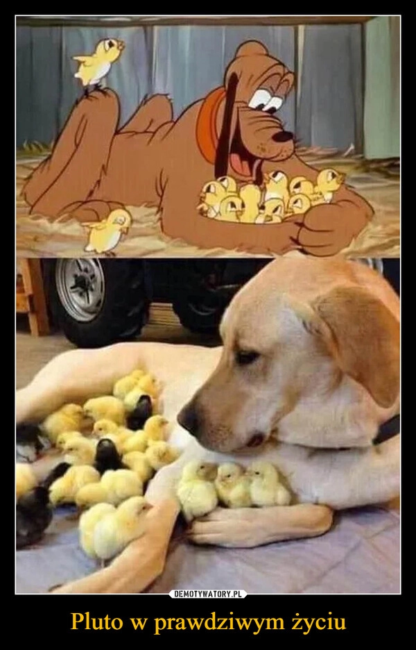 
    Pluto w prawdziwym życiu