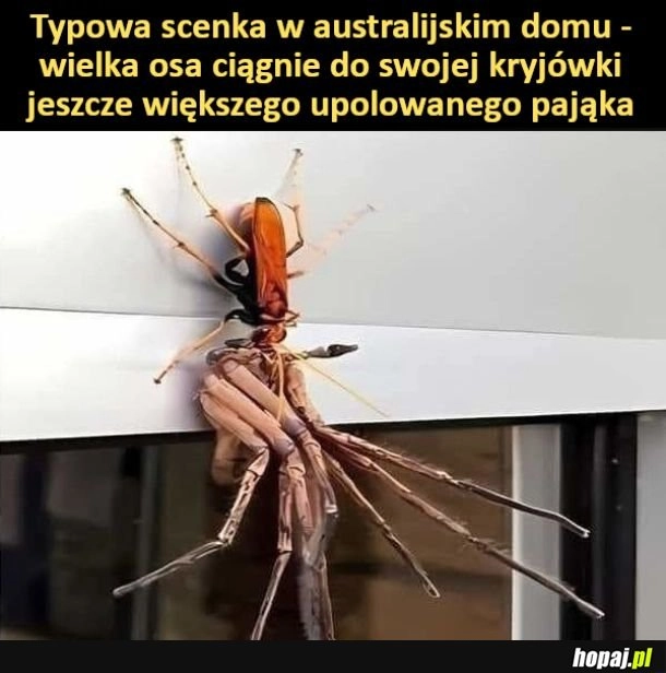 
    Ten pająk wygląda jak creepy dłoń