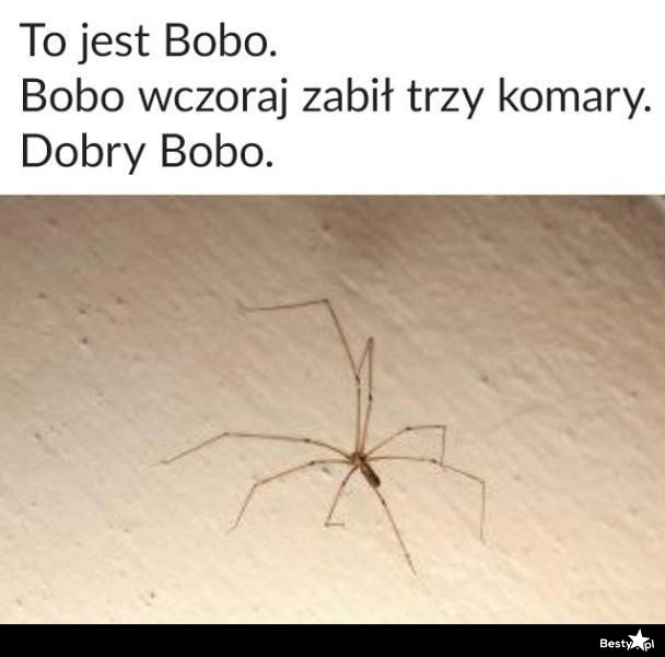 
    Pająk Bobo 