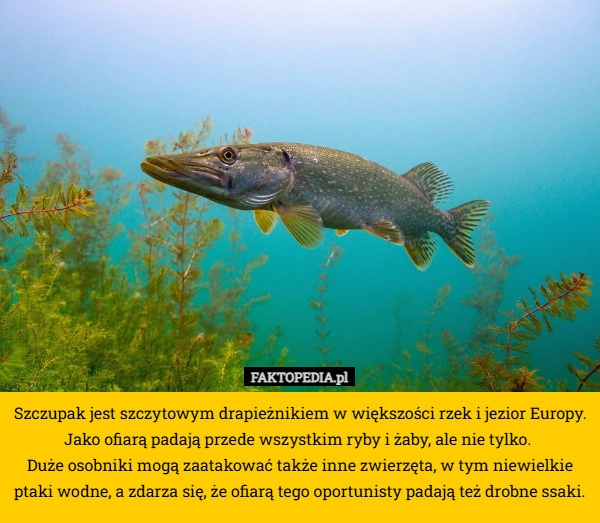
    Szczupak jest szczytowym drapieżnikiem w większości rzek i jezior Europy.