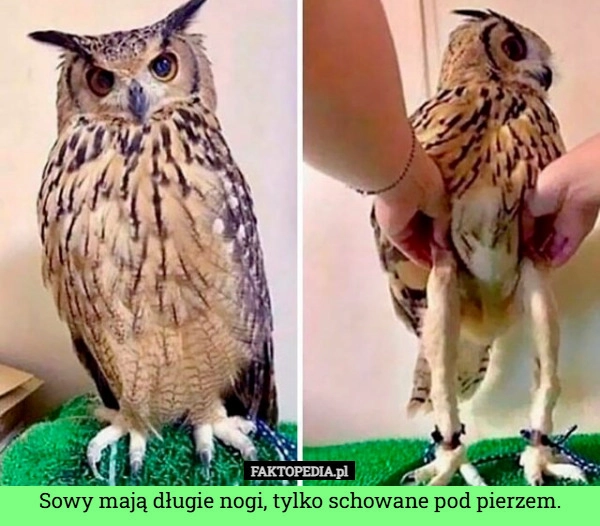 
    Sowy mają długie nogi, tylko schowane pod pierzem.