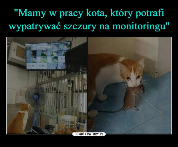 
    "Mamy w pracy kota, który potrafi wypatrywać szczury na monitoringu"