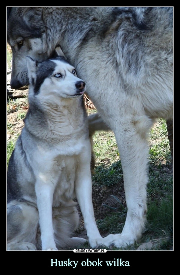 
    Husky obok wilka