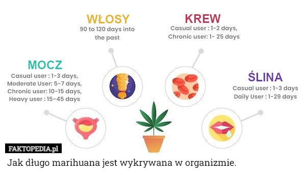 
    Jak długo marihuana jest wykrywana w organizmie.