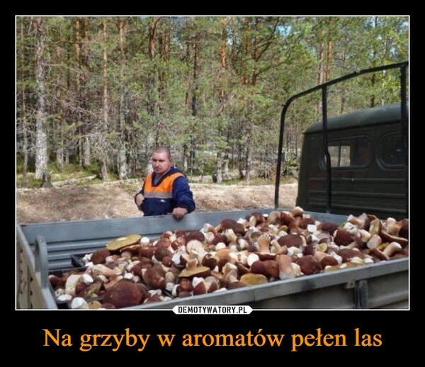 
    Na grzyby w aromatów pełen las