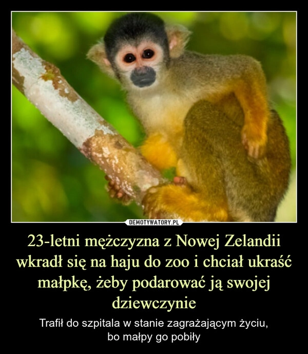 
    23-letni mężczyzna z Nowej Zelandii wkradł się na haju do zoo i chciał ukraść małpkę, żeby podarować ją swojej dziewczynie