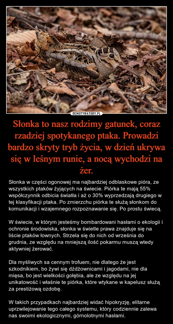 
    Słonka to nasz rodzimy gatunek, coraz rzadziej spotykanego ptaka. Prowadzi bardzo skryty tryb życia, w dzień ukrywa się w leśnym runie, a nocą wychodzi na żer.