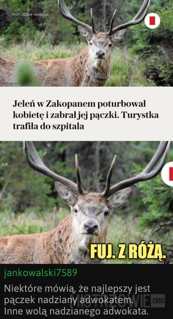 
    Jeleń