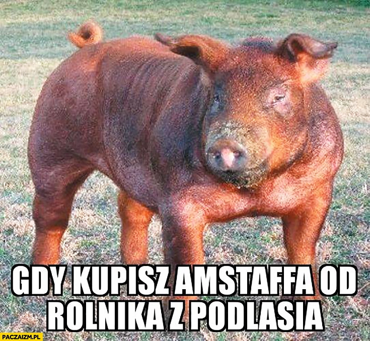 
    Gdy kupisz Amstaffa od rolnika z Podlasia świnia