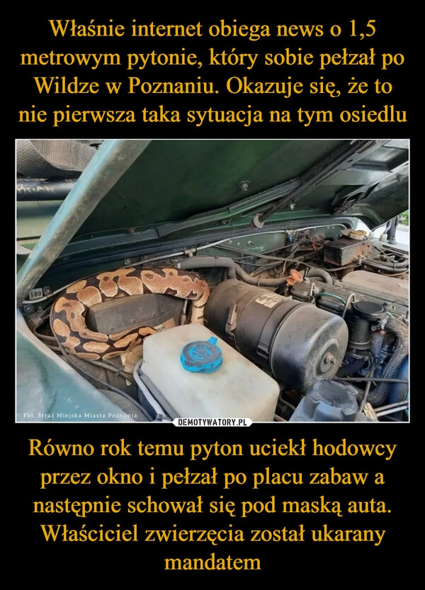 
    Właśnie internet obiega news o 1,5 metrowym pytonie, który sobie pełzał po Wildze w Poznaniu. Okazuje się, że to nie pierwsza taka sytuacja na tym osiedlu Równo rok temu pyton uciekł hodowcy przez okno i pełzał po placu zabaw a następnie schował się pod maską auta. Właściciel zwierzęcia został ukarany mandatem