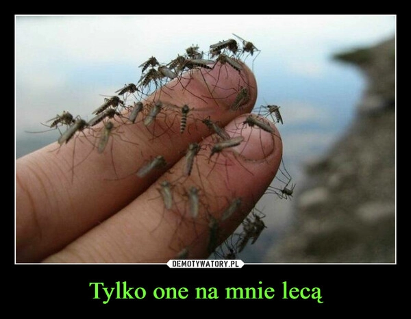 
    Tylko one na mnie lecą