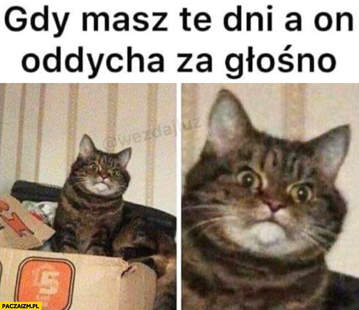 
    Kot gdy masz te dni a on oddycha za głośno kobieta okres