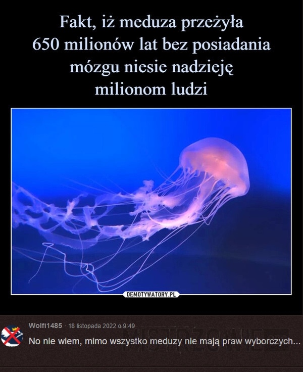 
    Meduzy