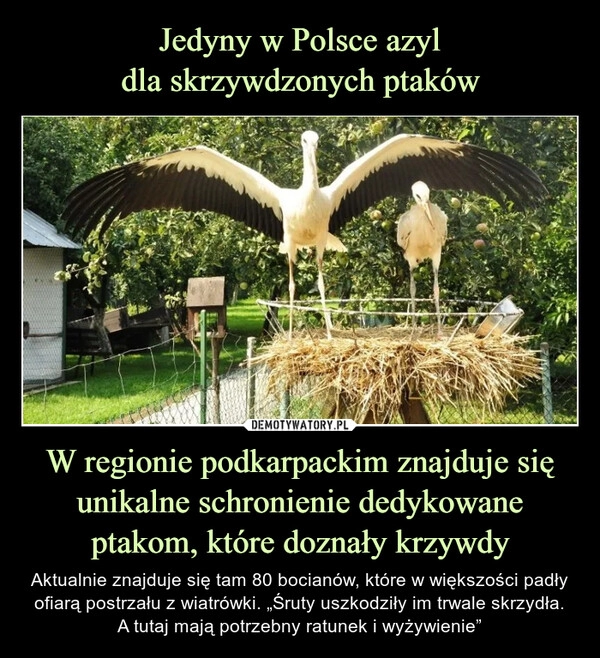 
    Jedyny w Polsce azyl
dla skrzywdzonych ptaków W regionie podkarpackim znajduje się unikalne schronienie dedykowane ptakom, które doznały krzywdy