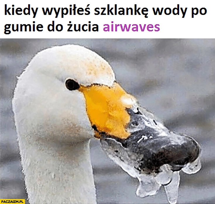 
    Kiedy wypiłeś szklankę wody po gumie do żucia Airwaves łabędź z zamarzniętym dziobem