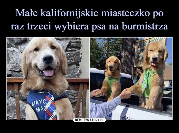 
    Małe kalifornijskie miasteczko po raz trzeci wybiera psa na burmistrza