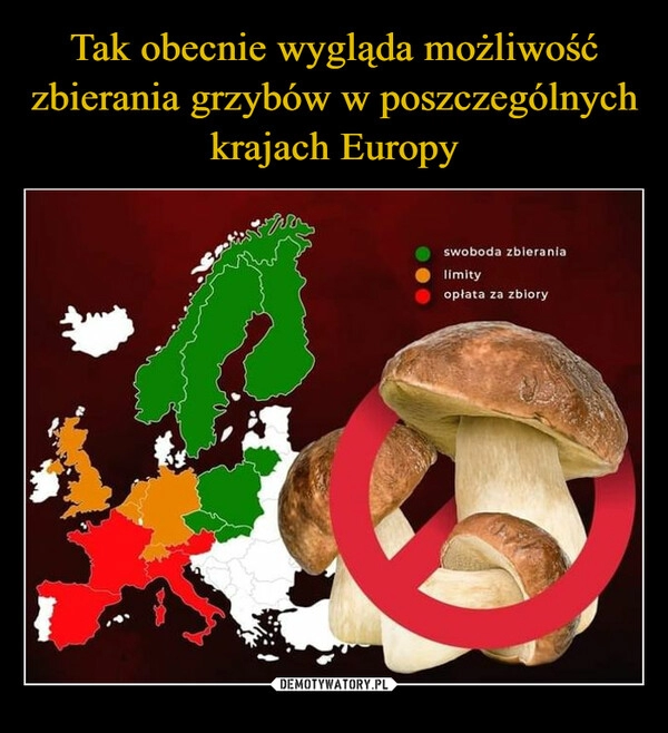 
    Tak obecnie wygląda możliwość zbierania grzybów w poszczególnych krajach Europy